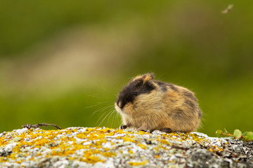 Lemming (Norway)