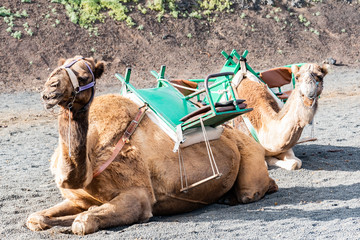 Camels at the famous Echadero de Camellos of the Timanfaya National Park on the volcanic island of...
