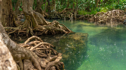 roots of mangrove trees in transparent turquoise stream