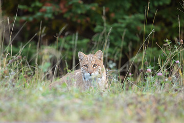 Wild Bobcat