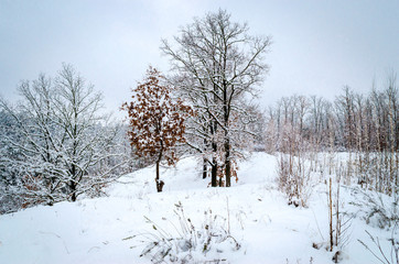 winter landscape, trees in the snow
