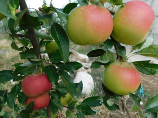 apples on tree