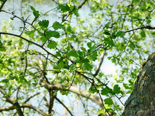 tree in spring