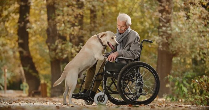 Beautiful golden retriever standing on knees of his senior paralyzed owner in wheel chair, looking at his eyes, wagging his tail in autumn park - old friend and companion 4k