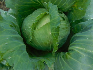 Fototapeta premium fresh green cabbage