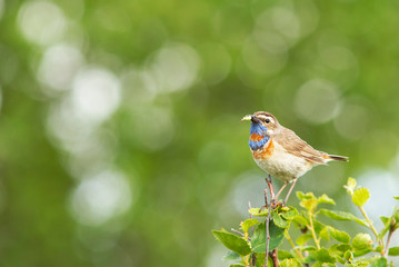 bluethroat