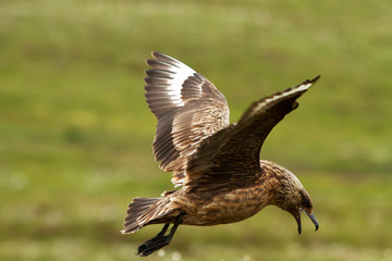 Great Skua