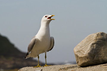 Great black backed gull