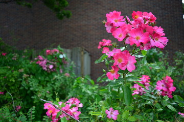 Fototapeta na wymiar Pink flowers in a garden
