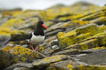 Oystercatcher