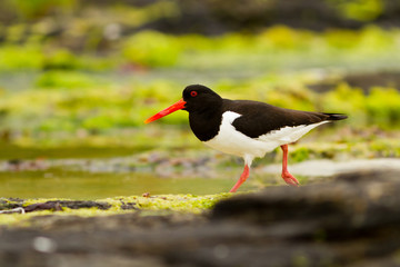 Oystercatcher