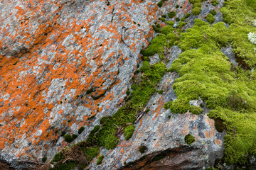 Flechten und Moos auf einem Felsen im Wald