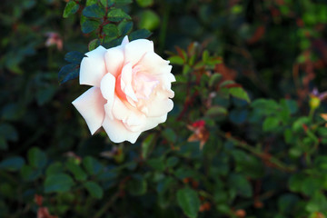 Pink rose flower on dark green leaf background