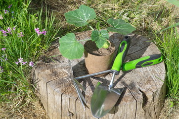 Pumpkin seedlings in a peat pot and garden tools on a wooden stump in the garden