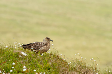 Great Skua