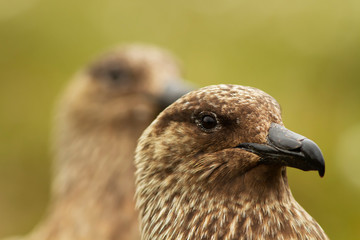 Great Skua