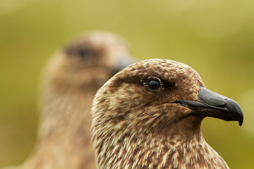 Great Skua