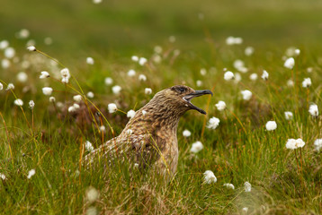 Great Skua