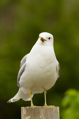 Great black backed gull