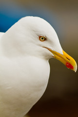 Great black backed gull
