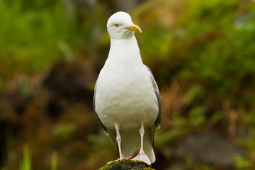 Great black backed gull