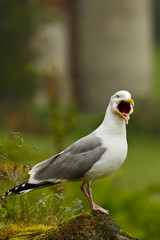 Great black backed gull