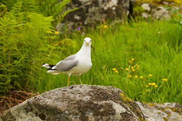 Great black backed gull