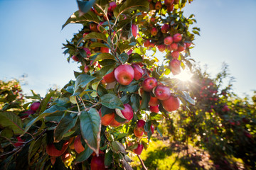 Shiny delicious red apples on a tree branch in an apple orchard
