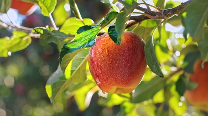 Red delicious apple with water drops. Shiny delicious apples hanging from a tree branch in an apple orchard
