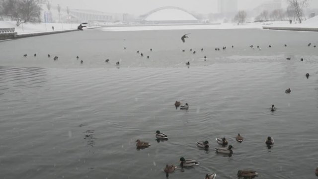 Ducks swimming in the river in winter on snowy day. Minsk, Belarus. Nemiga. Svisloch river. Slow motion
