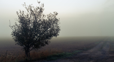 Fototapeta na wymiar Tree in mist