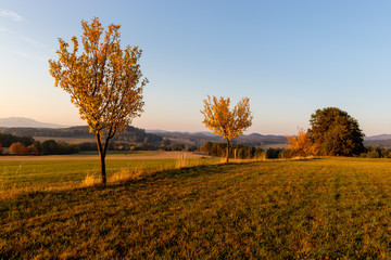 tree in autumn