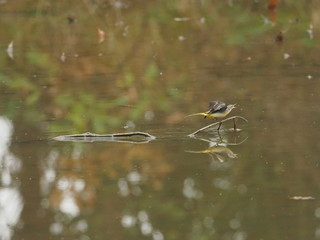 水辺のキセキレイ