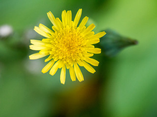 Dandelion flower head on unfocused background top view