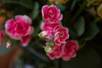 The bouquet of a red carnation