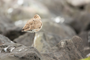 black-tailed godwit