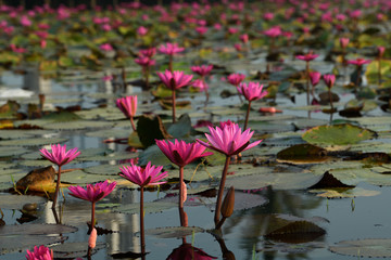 Pink water lily in the lake. Close up pink lotus. Beautiful scenery of pink water lily in the lake at sunrise.