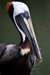 Brown Pelican in the wild resting on fishing pier Florida, USA