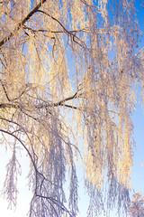 Birch tree covered snow. Winter beautiful landscape. Frosty morning