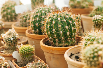 Verry beautiful cuculents or cactus in pots