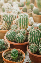 Green and small cactus or suculent