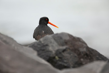 Oystercatcher