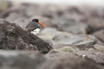 Oystercatcher