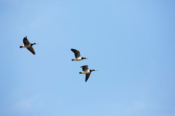 Flock of birds