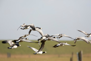 Fototapeta premium Flock of birds