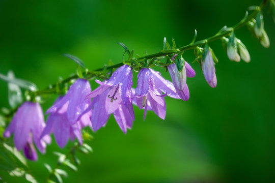 Bellflower - Adenophora Flowers