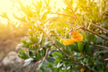 Strawberry tree bush or Arbutus with sunflare