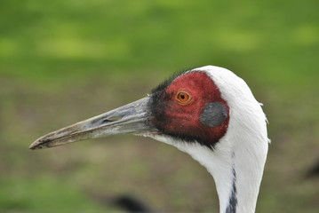 tiere und pflanzen im zoo