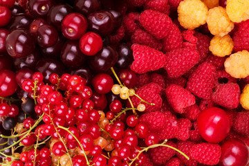 Various berries background