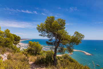 Fototapeta na wymiar Pine on a cliff above a bay in the Mediterranean near Valencia, Spain